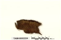 藏品(曲柄苔屬)的圖片